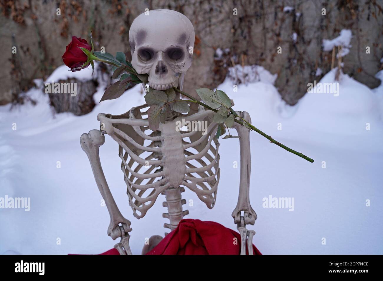 Squelette d'amour éternel avec rose rouge dans la neige blanche Banque D'Images