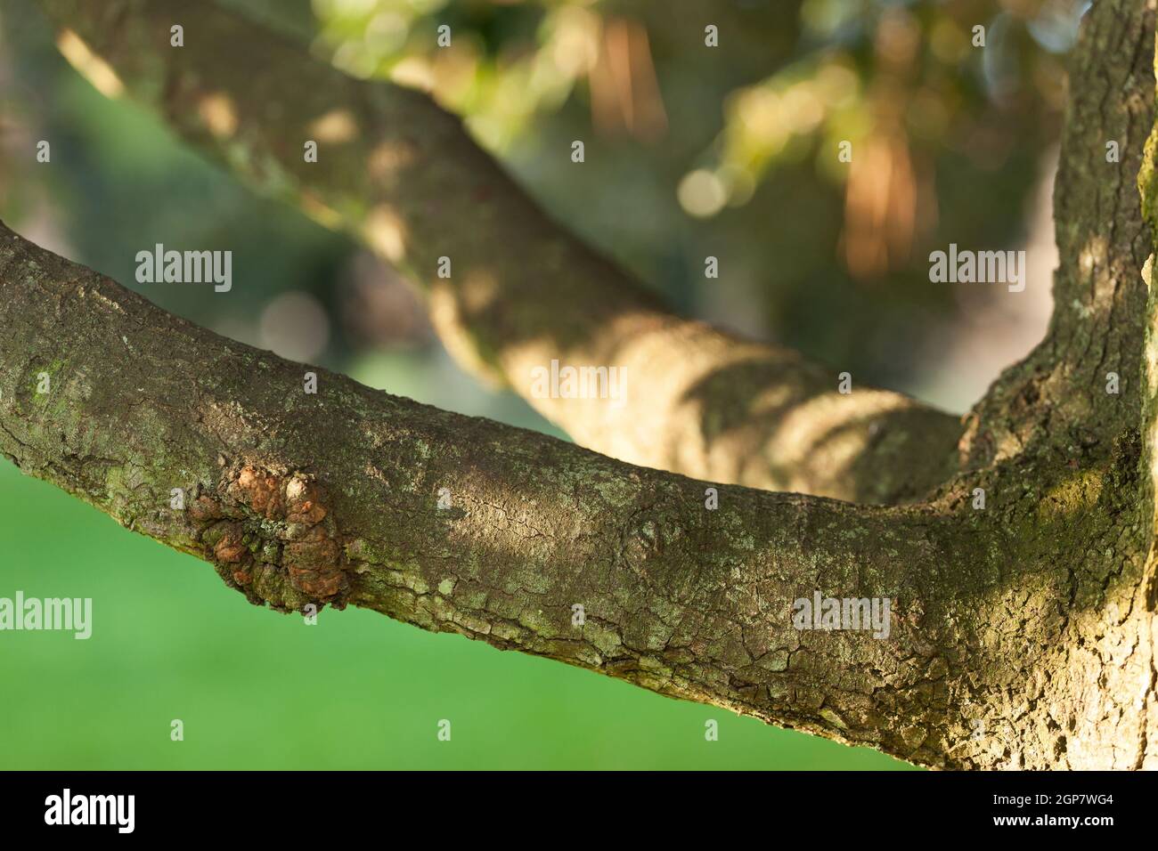 Branche horizontale d'un arbre avec un fond naturel. Banque D'Images