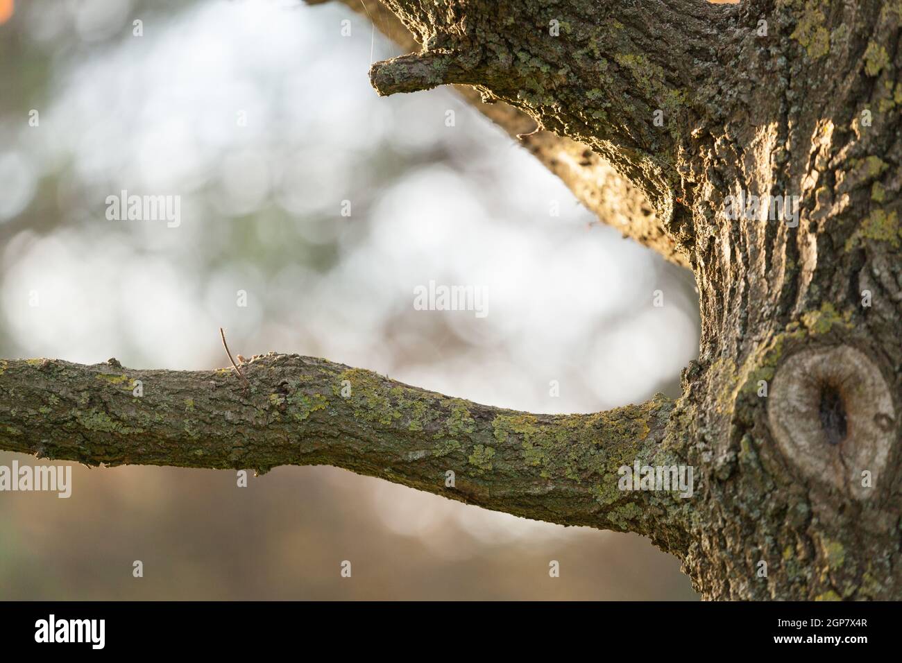 Branche horizontale d'un arbre avec un fond naturel. Banque D'Images