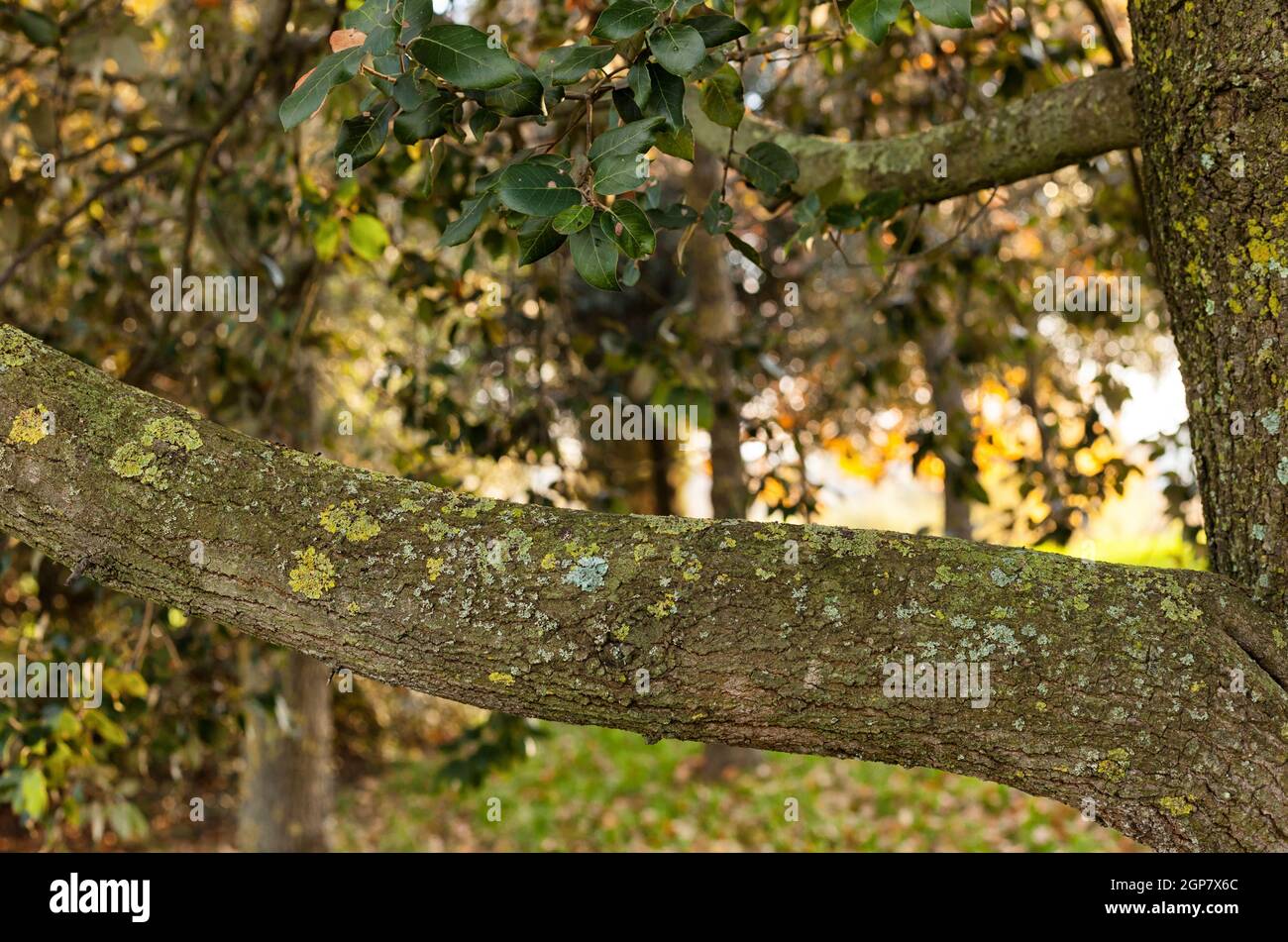 Branche horizontale d'un arbre avec un fond naturel. Banque D'Images