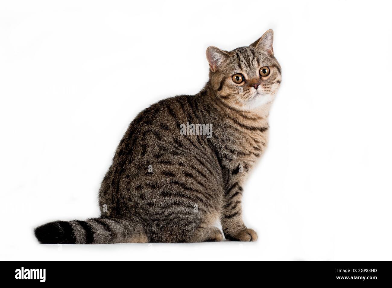 Tabby Marron Raye Femelle Chat Britannique Assis En Profil Sur Fond Blanc Dans Le Studio A L Interieur Horisontal Photo Photo Stock Alamy
