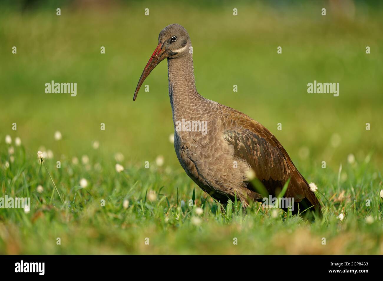 Hadada Ibis - Bostrychia hagedash également hadeda, oiseau d'eau originaire d'Afrique subsaharienne, grande espèce d'ibis brun gris, bec long étroit, afr à gué Banque D'Images