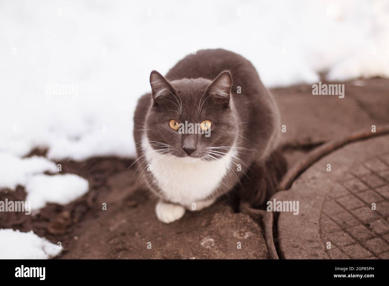 Gris Parasite Fume A Poil Court Blanc Croise A Yeux Jaunes Chat Domestique Assis Chauffant En Hiver Sur Terre Grise Froide Pres Des Egouts Presque Blanc Sno Photo Stock Alamy Gris Parasite Fume A Poil Court Blanc Croise A Yeux Jaunes Chat Domestique Assis Chauffant En Hiver Sur Terre Grise Froide Pres Des Egouts Presque Blanc Sno Photo Stock Alamy