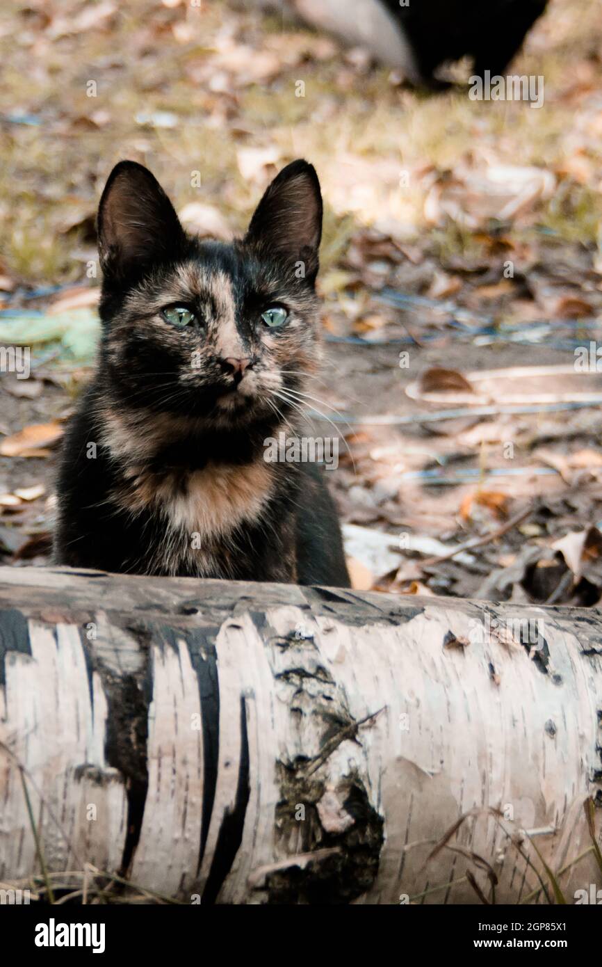 Puzzled Cat Banque De Photographies Et D Images A Haute Resolution Alamy