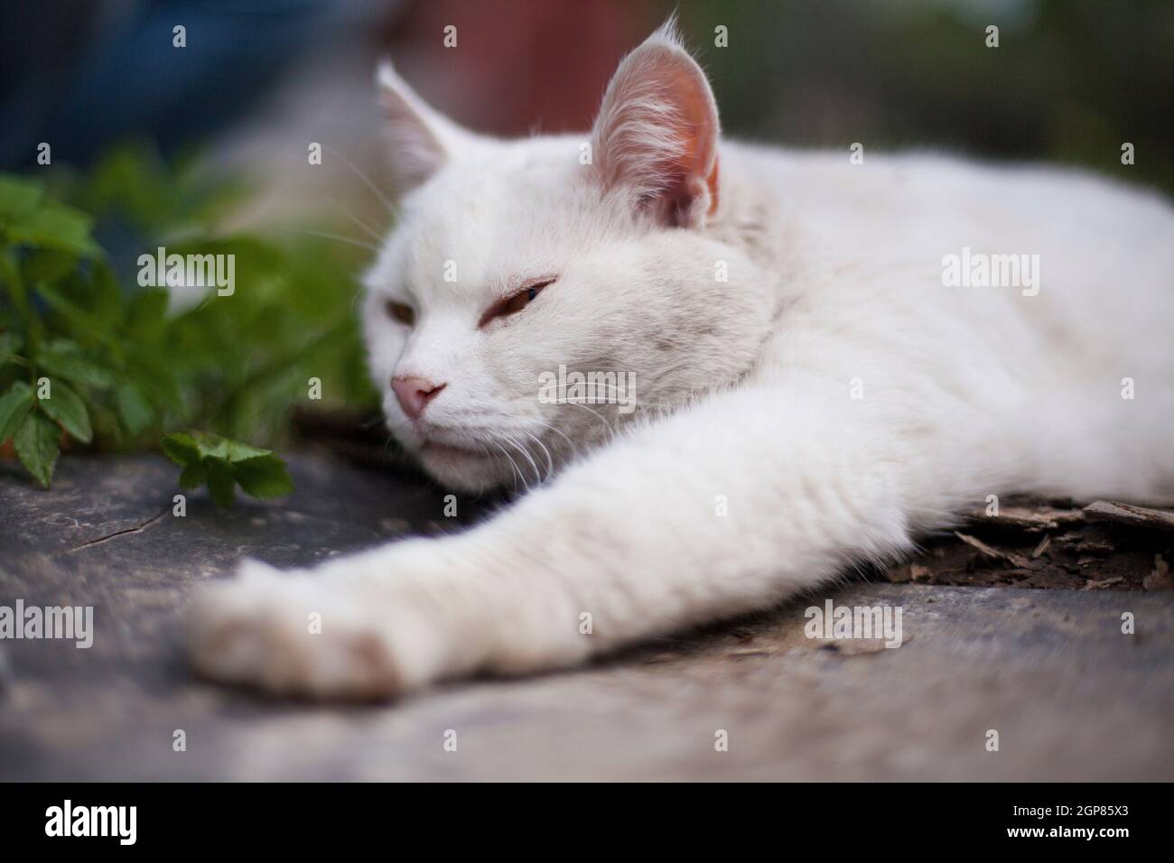 Blanc Shorthair domestique jeune chat se détendre avec la patte étirée sur le sol en été jour lumière du soleil à l'extérieur avec l'herbe verte en arrière-plan, horiso Banque D'Images