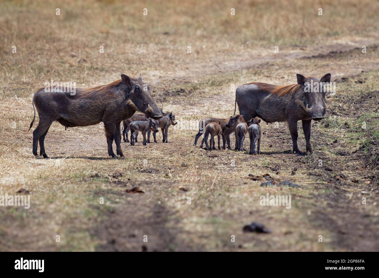 Parthog commun - Phacochoerus africanus membre sauvage de la famille des Suidae de cochon trouvé dans les prairies, la savane et les bois, famille des warthog dans la savane d'Afr Banque D'Images