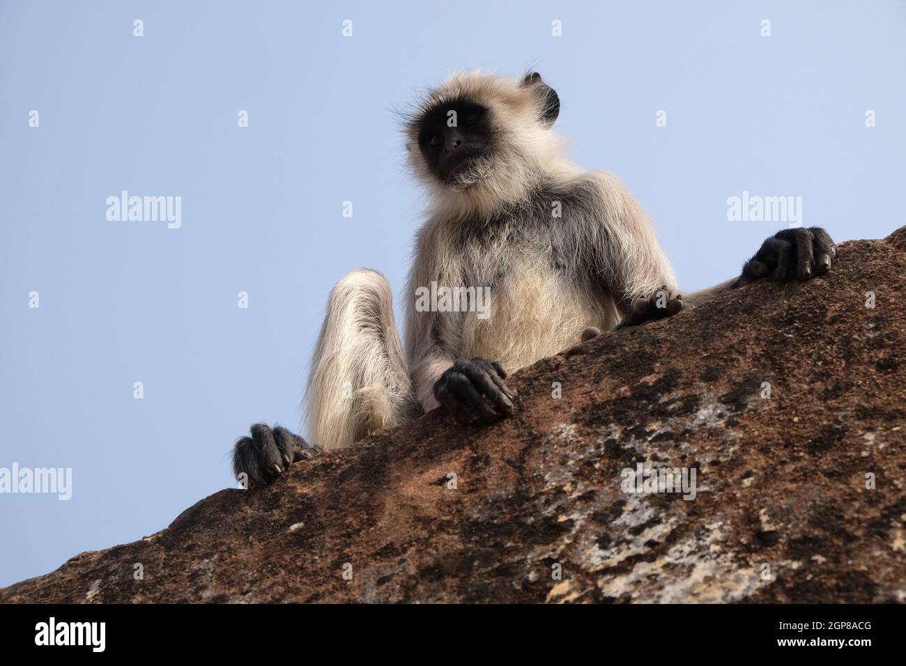Gray Langur sur le mur à Amber fort à Jaipur, Rajasthan, Inde Banque D'Images