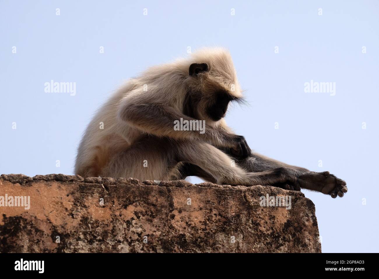 Gray Langur sur le mur à Amber fort à Jaipur, Rajasthan, Inde Banque D'Images