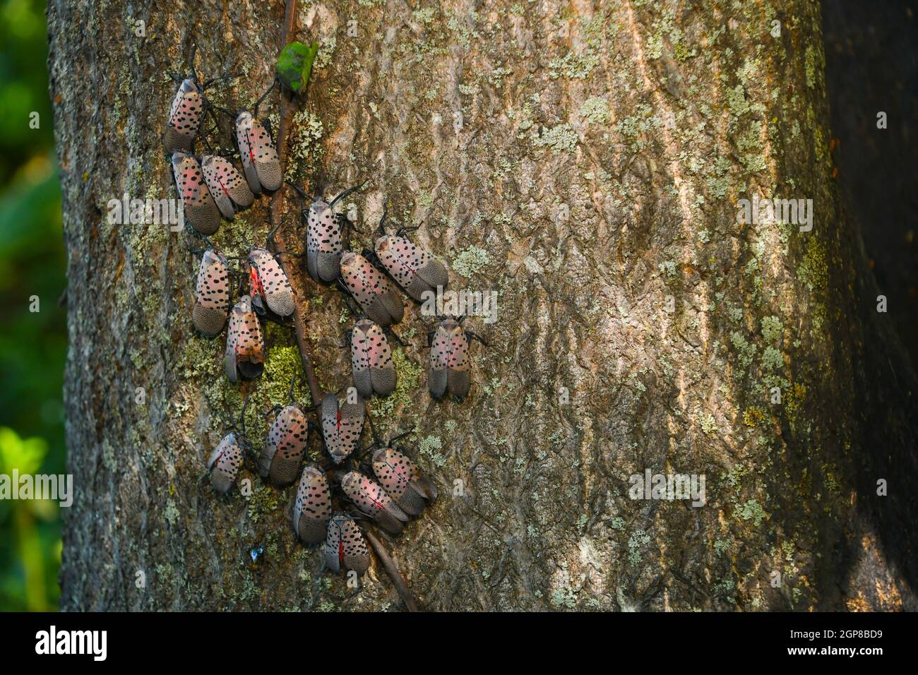 Les lanternflies tachetées envahissantes attaquent un arbre du ciel, le tuant dans le processus. Banque D'Images