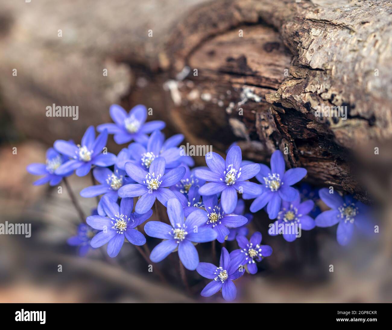 Fleurs en fleurs d'Anemone hepatica (syn. Hepatica nobilis) poussent sous l'arbre en chute au printemps Banque D'Images