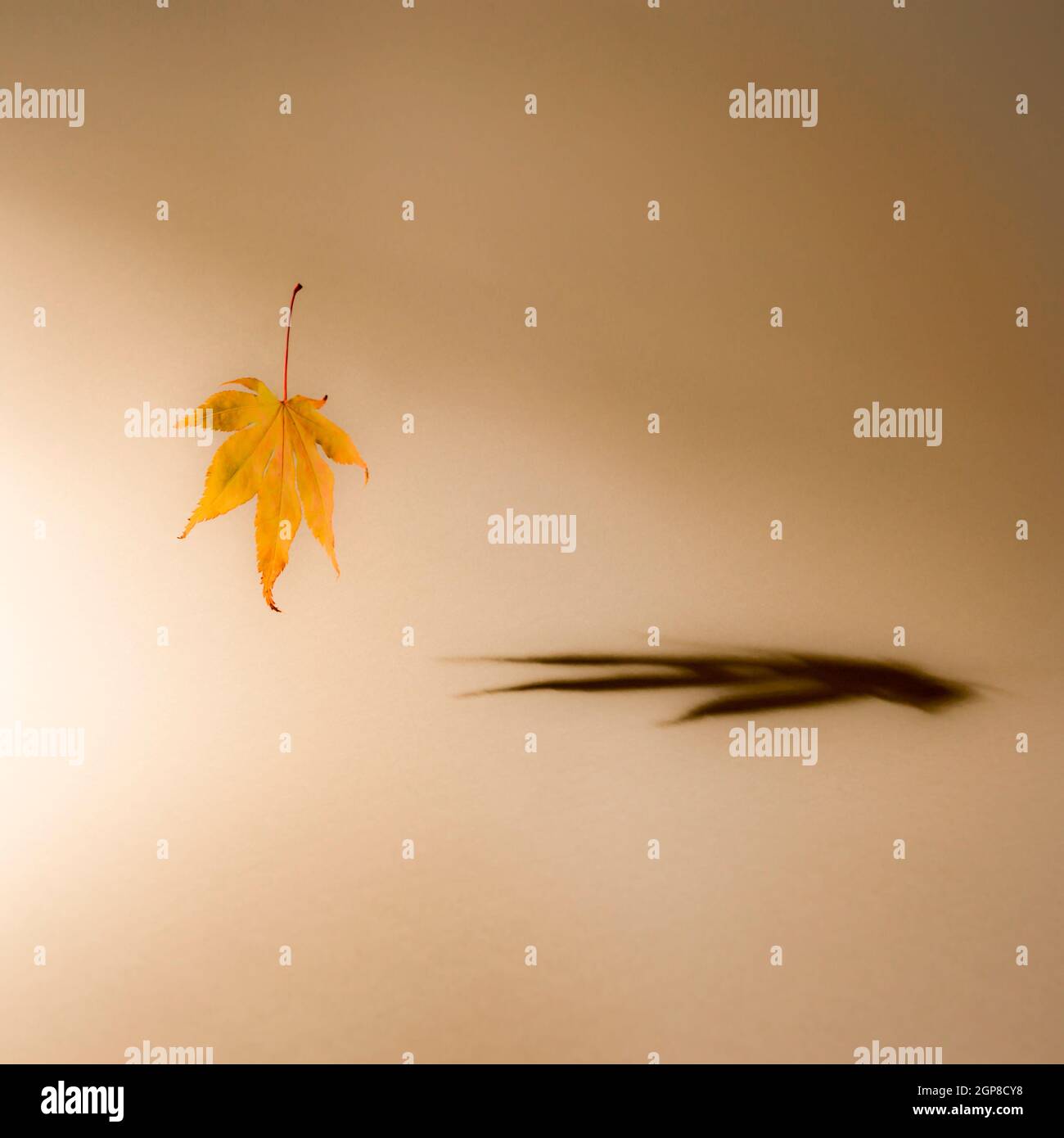 Feuille d'automne tombée flottant dans l'air, jetant l'ombre sur un fond beige tendance. Couleurs de dégradé. Concept abstrait minimal spécifique à l'automne et à la saison. Banque D'Images