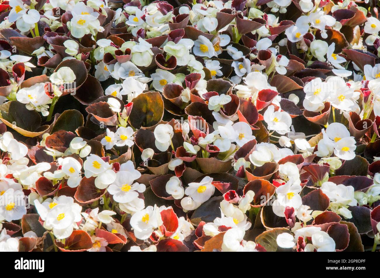 Begonia Devil Bronze Leaf White un semperflorens begonia avec le feuillage de bronze pour la literie ou les contenants un demi-annuel robuste que les fleurs en été Banque D'Images