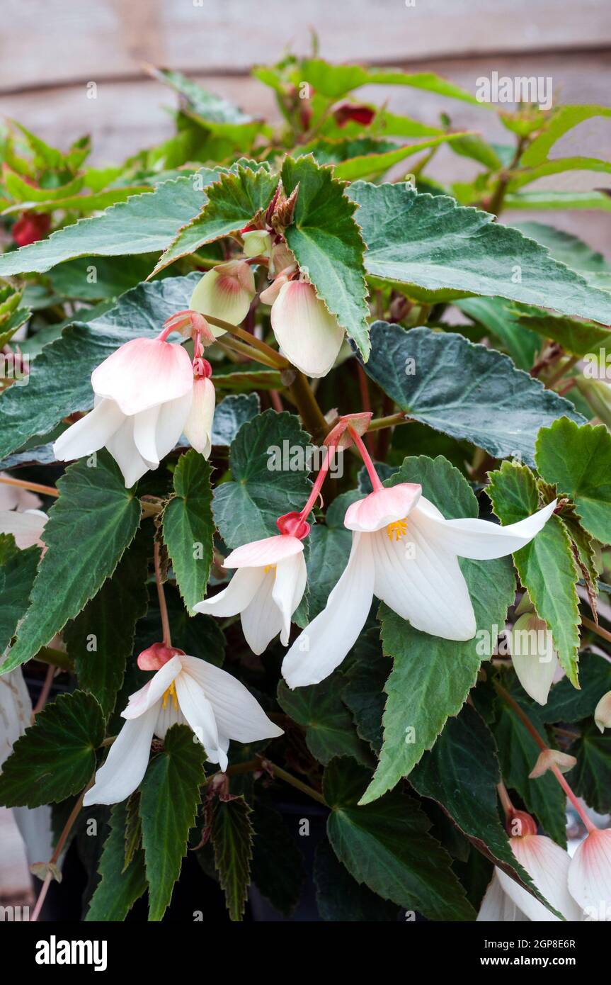 Begonia boliviensis Bonaparte blanc une begonia traînante idéale pour suspendre des paniers et des contenants un été tubéreux floraison demi vivace Banque D'Images