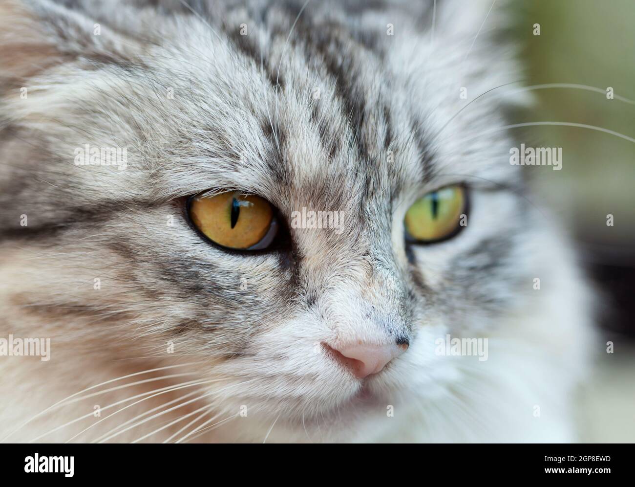 Portrait D Un Magnifique Chat A Poil Long Blanc Et Gris Avec Des Yeux Jaunes Photo Stock Alamy