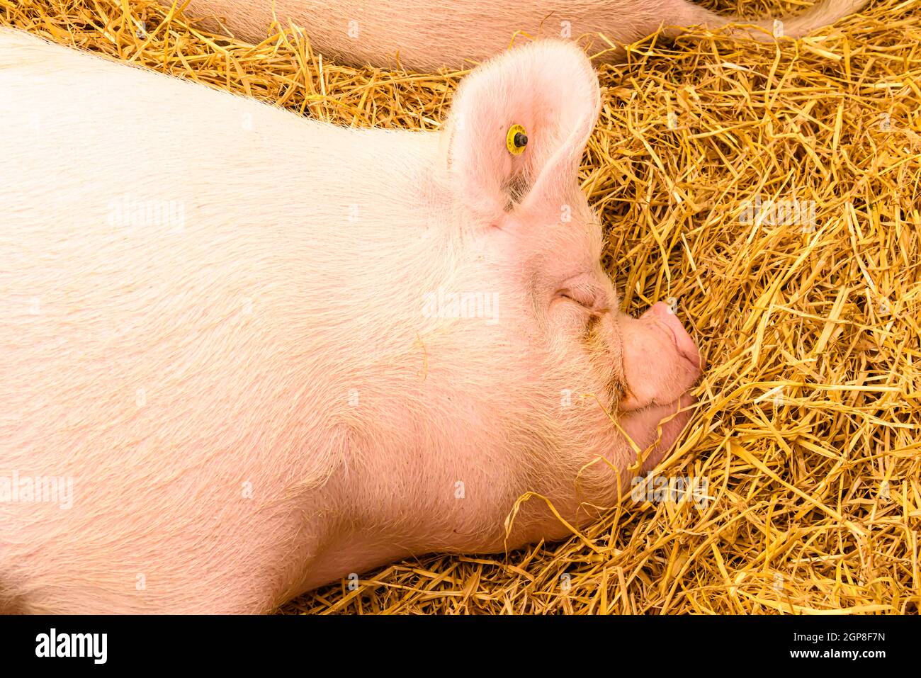 Yorkshire, ou Grand blanc anglais, porc dormant sur un lit de paille Photo  Stock - Alamy