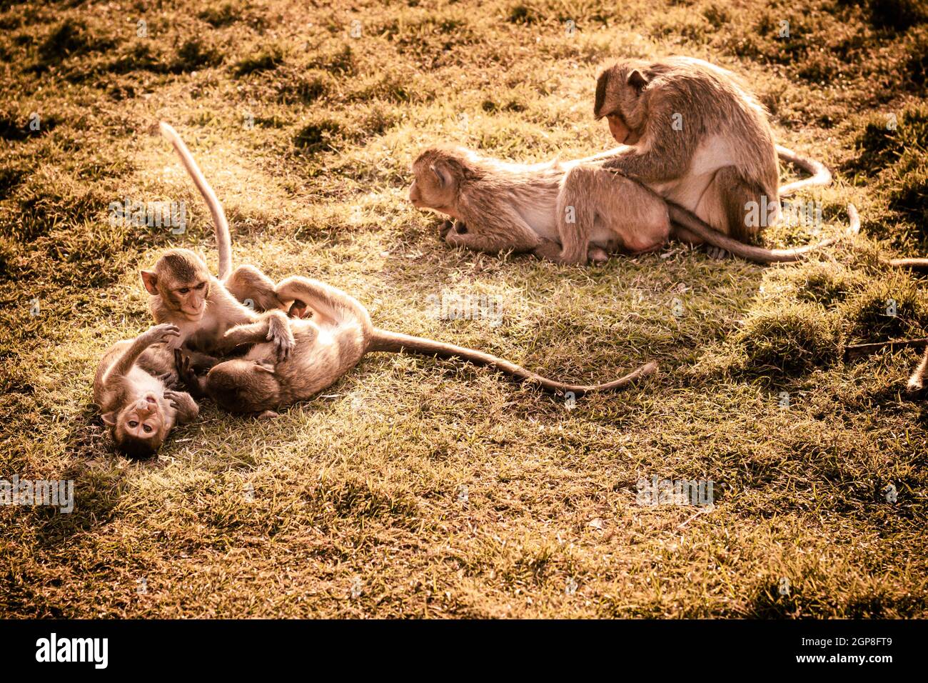 Les petits singes adorables animaux adorables jouant sur l'herbe ensemble Banque D'Images