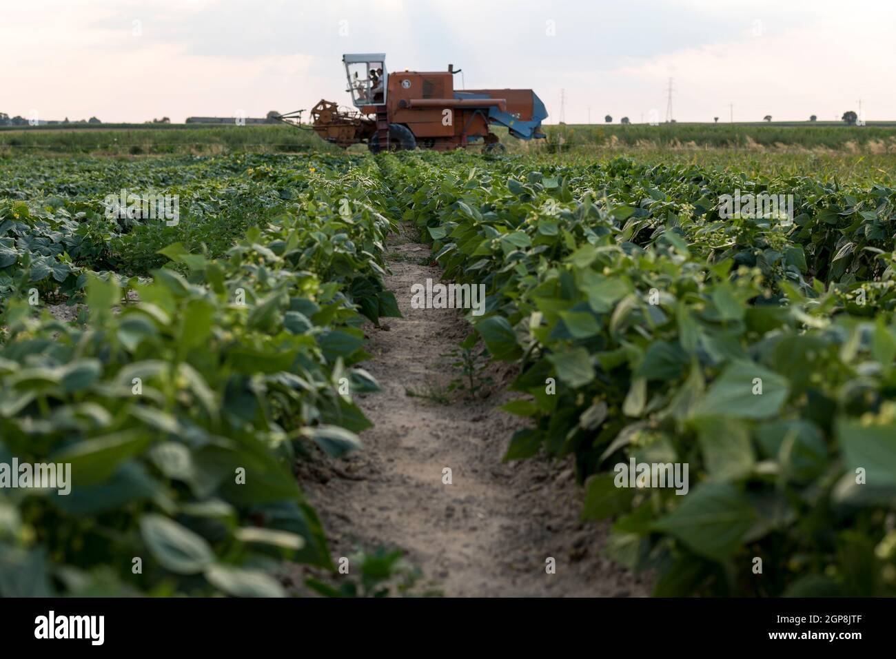 la moissonneuse-batteuse passe à côté de la culture de haricots verts dans le champ Banque D'Images