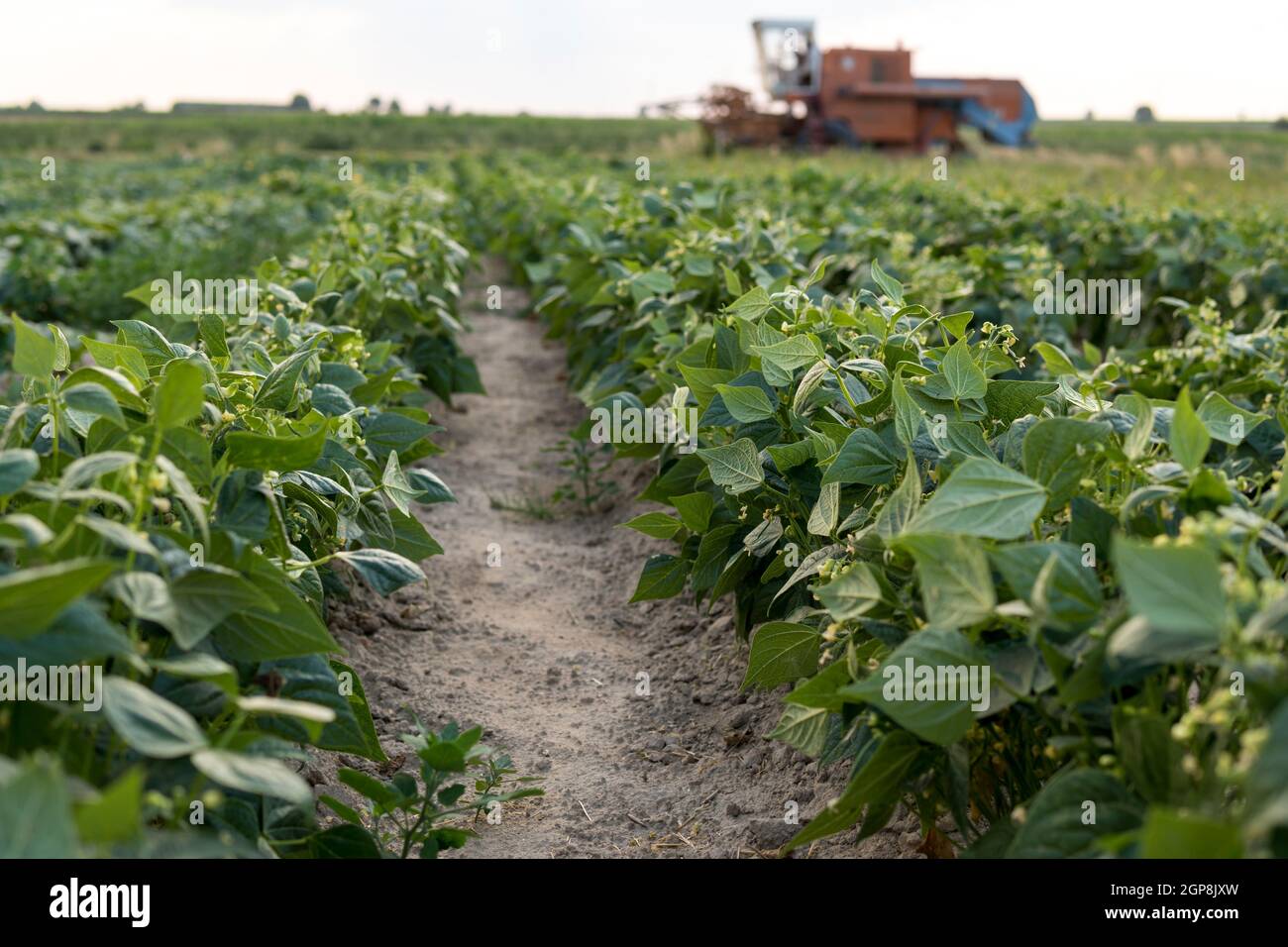 la moissonneuse-batteuse passe à côté de la culture de haricots verts dans le champ Banque D'Images