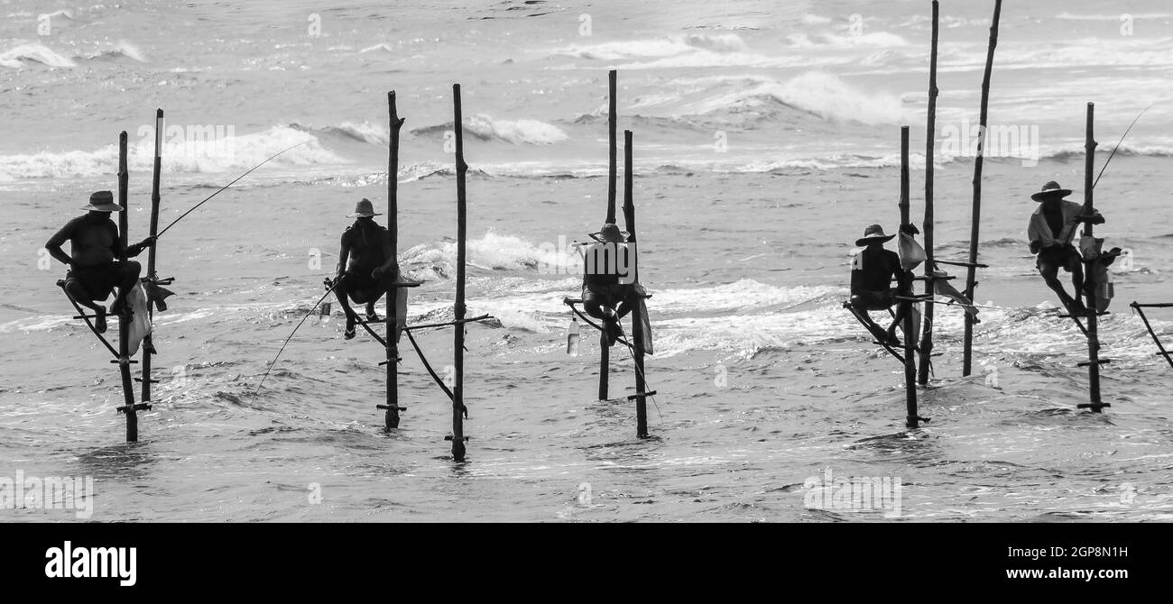 SRI LANKA, MIDIGAMA. GROUPE DE PÊCHEURS SUR PILOTIS PRÈS DE LA PLAGE MIDIGAMA. Banque D'Images