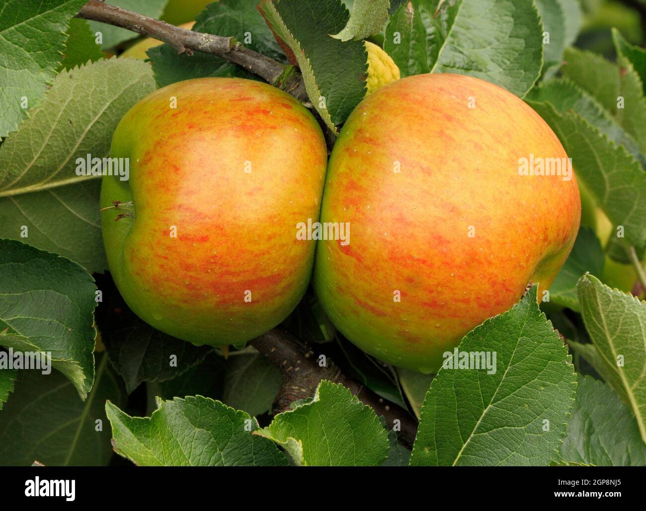 Pomme 'Bramley's seedling', 'Bramley', pommes, fruit, croissant sur arbre, malus domestica, saine alimentation Banque D'Images