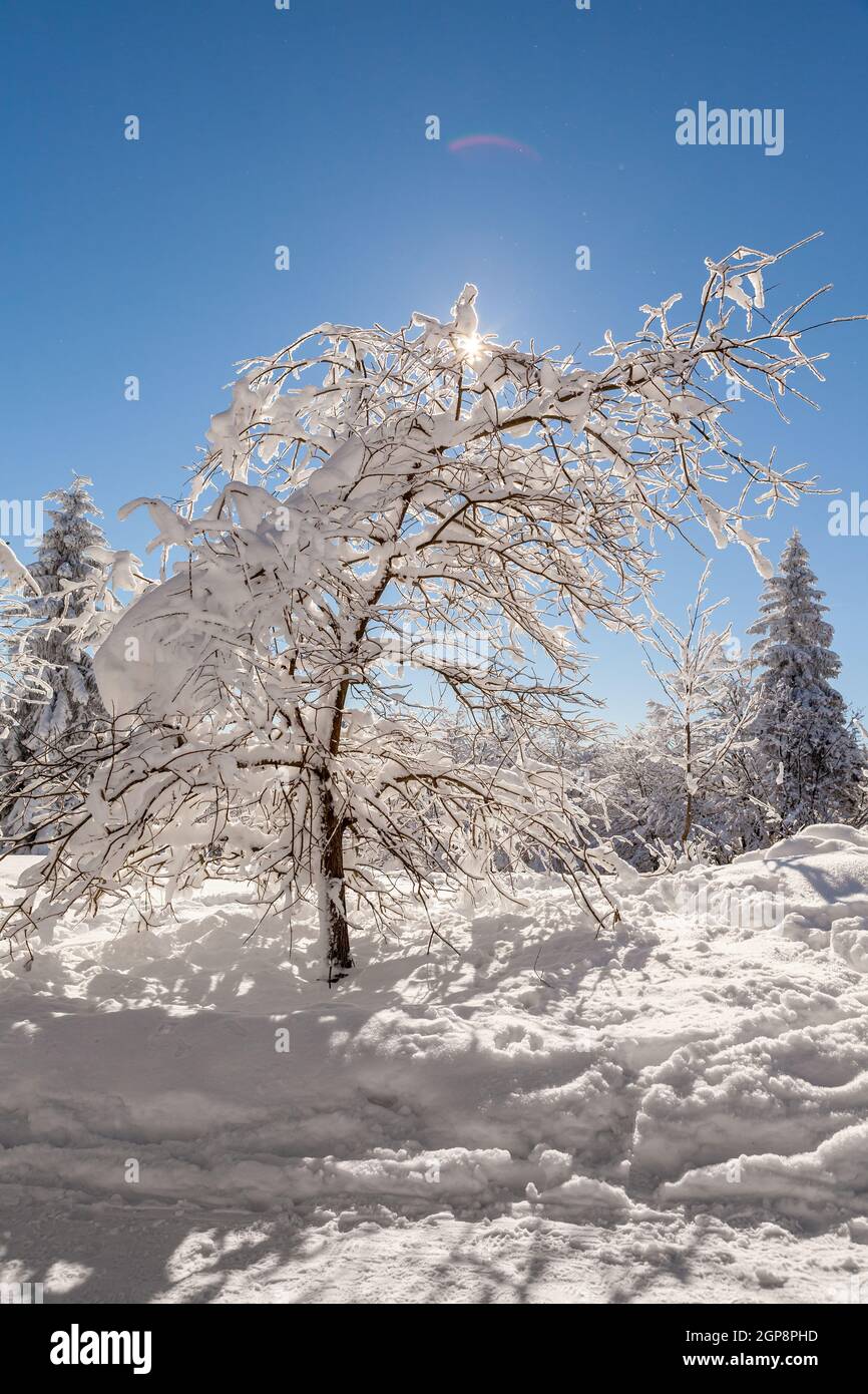 Un paysage enneigé République tchèque - Pustevny, Beskydy. Photo de haute qualité Banque D'Images