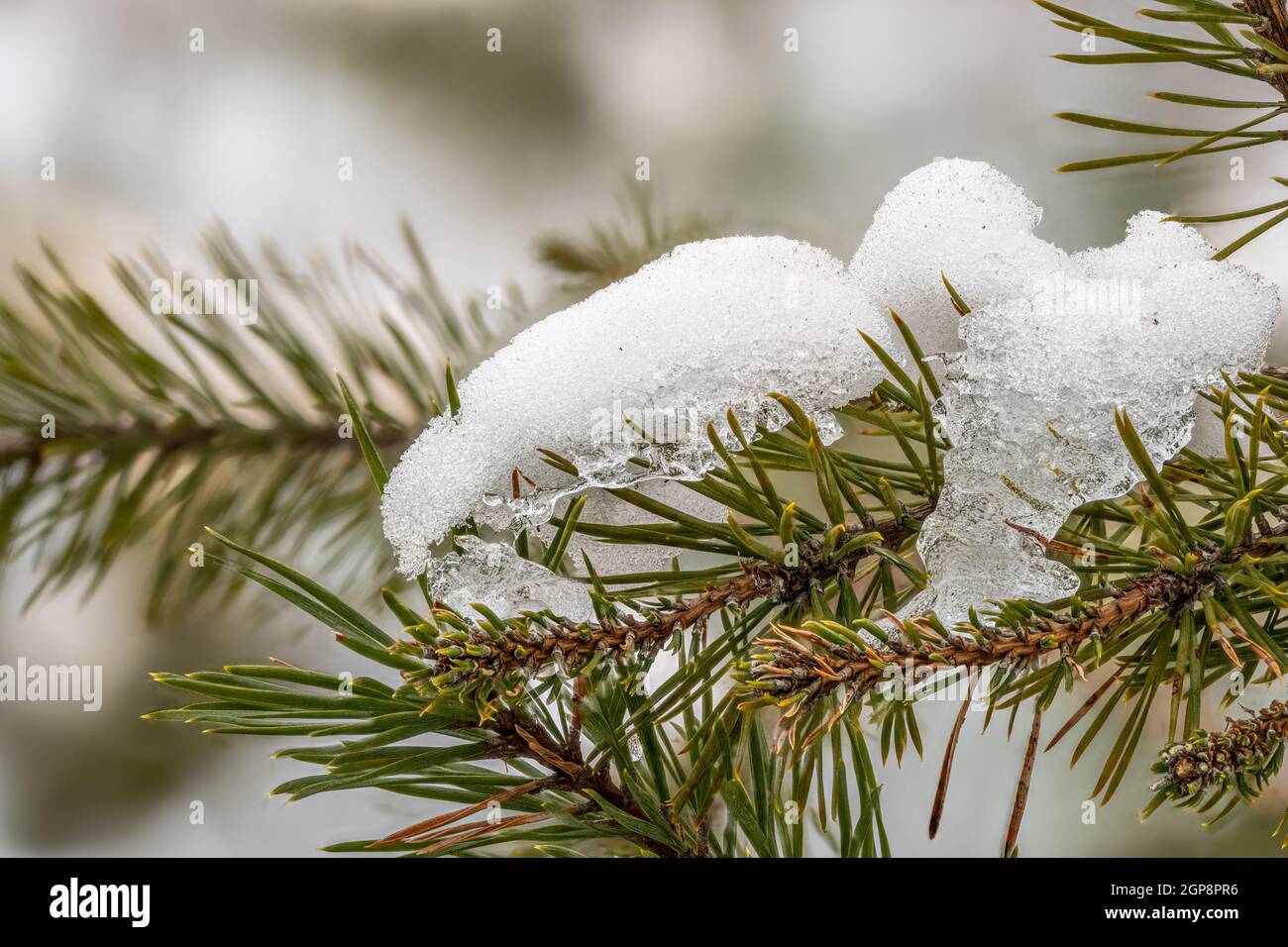 Photo détaillée de branches de pin recouvertes de neige contre un arrière-plan flou Banque D'Images