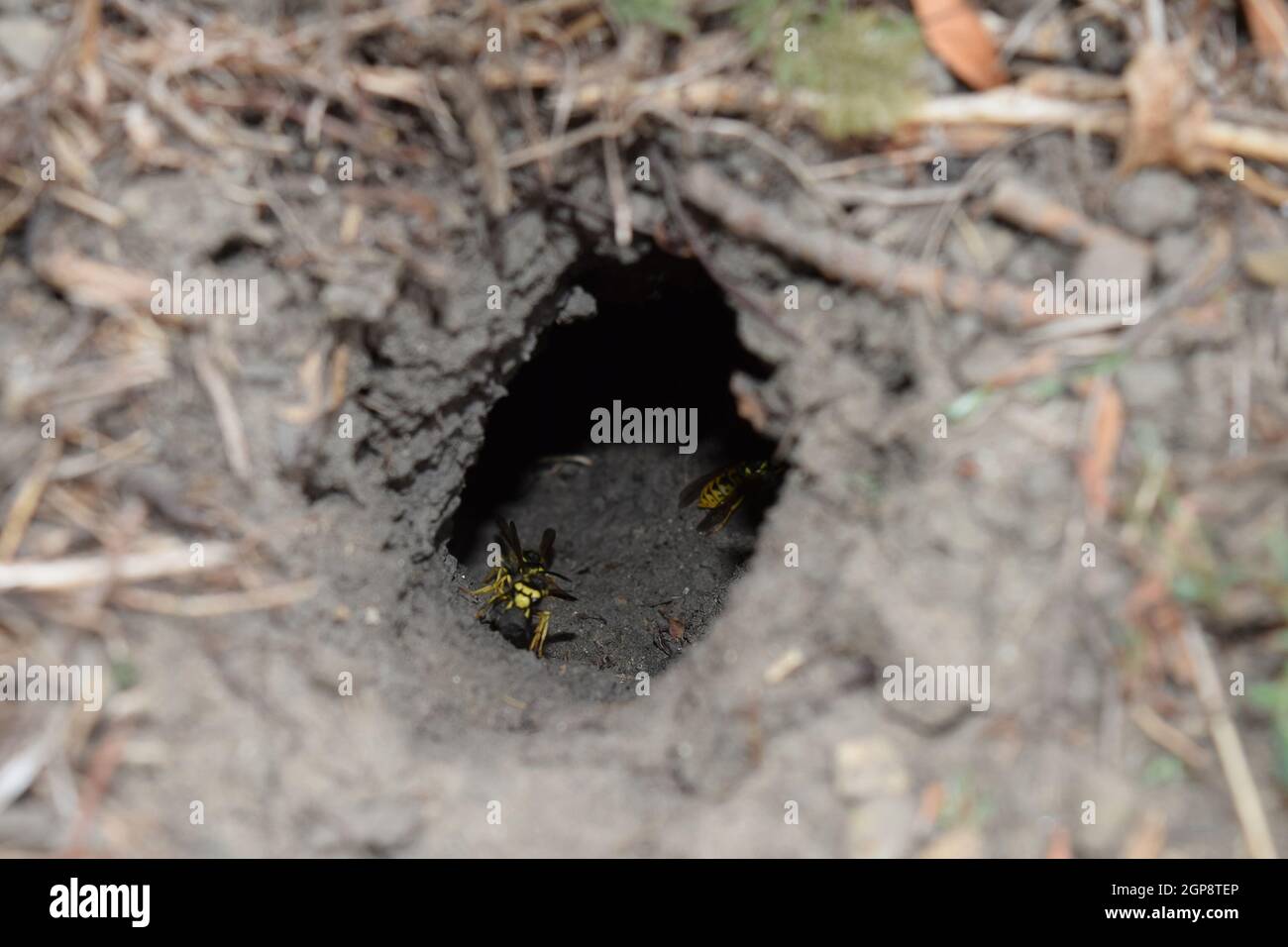 Connectezvous à l'emplacement vespula vulgaris. Wormhole menant au nid — free download