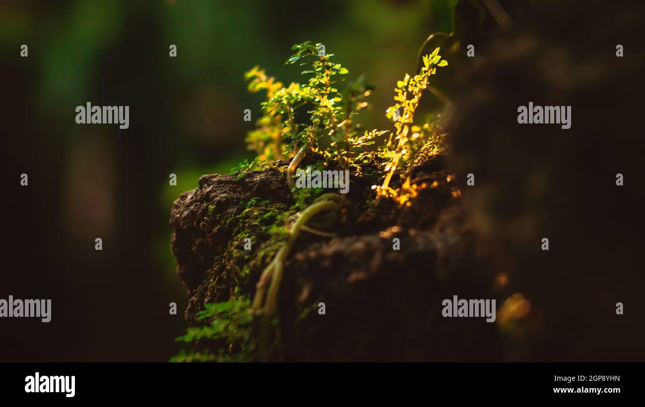 Moss vert humide Qui Pousse près d'une chute d'eau la chute d'eau propre et fraîche entourée de roches recouvertes de mousse verte. Fond proche de la nature Banque D'Images