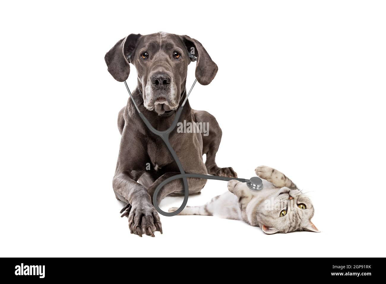 Grand chien Dane utilisant un stéthoscope sur un chat isolé sur fond blanc. Grand  chien à la réception chez un médecin vétérinaire en clinique vétérinaire.  Soins de santé pour animaux de compagnie