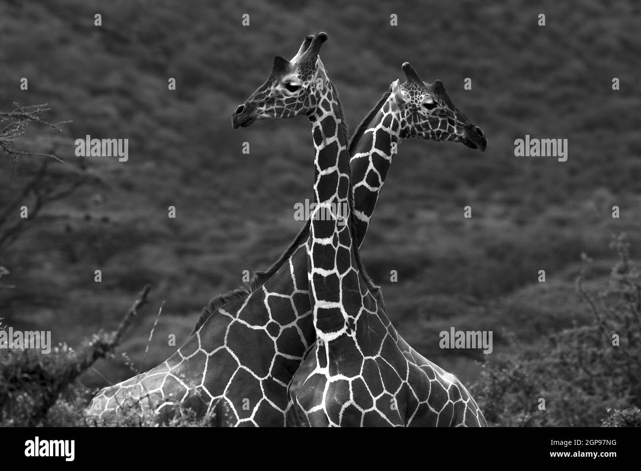 Portrait des girafes. Deux animaux sauvages à long cou dans la nature. Photo noir et blanc. Safari. Gama Drive. Réserve nationale de Samburu. Kenya. Africain Banque D'Images