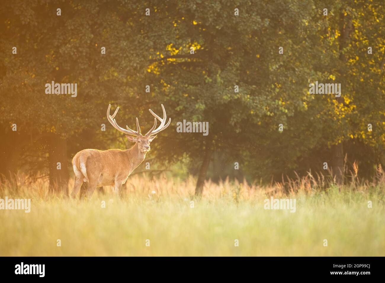 Cerf rouge paisible, cervus elaphus, stag debout sur un pré avec de l'herbe verte sous les arbres. Paysage sauvage saisonnier avec espace de copie. Mammifère avec antl Banque D'Images