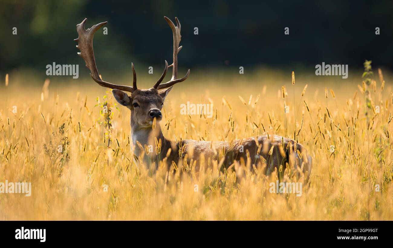 Cerf de Virginie, dama dama, piquant dehors de long champ dans la nature printanière. Animal tacheté debout sur des prairies ensoleillées. Cerf à bois observant sur le pré sur Banque D'Images