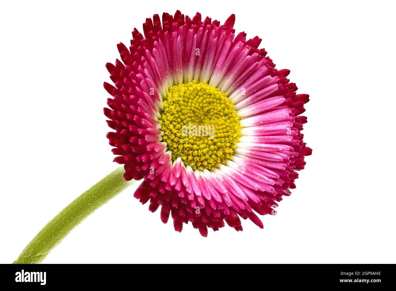 Rouge pâquerette, gros plan et photo de fleurs en studio Banque D'Images