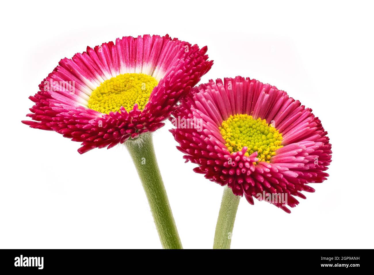 Rouge pâquerette, gros plan et photo de fleurs en studio Banque D'Images