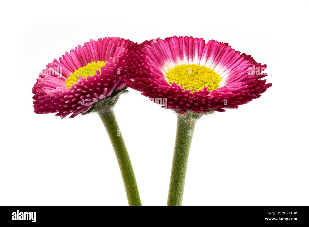 Rouge pâquerette, gros plan et photo de fleurs en studio Banque D'Images