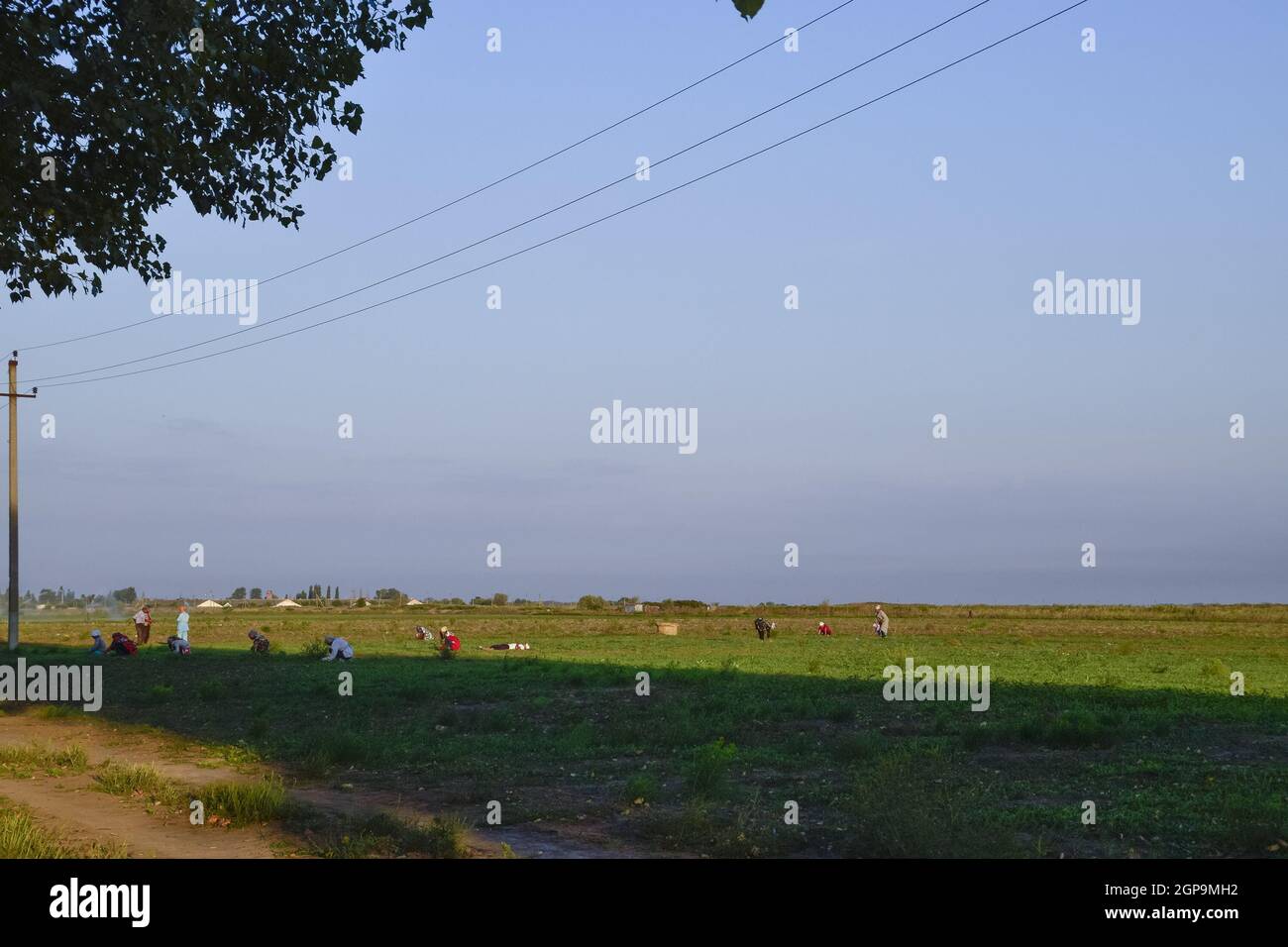 Taman, Russie - septembre 6, 2016 : Les travailleurs de la plantation tirer manuellement les mauvaises herbes. Les travailleurs dans le domaine de travail. Banque D'Images