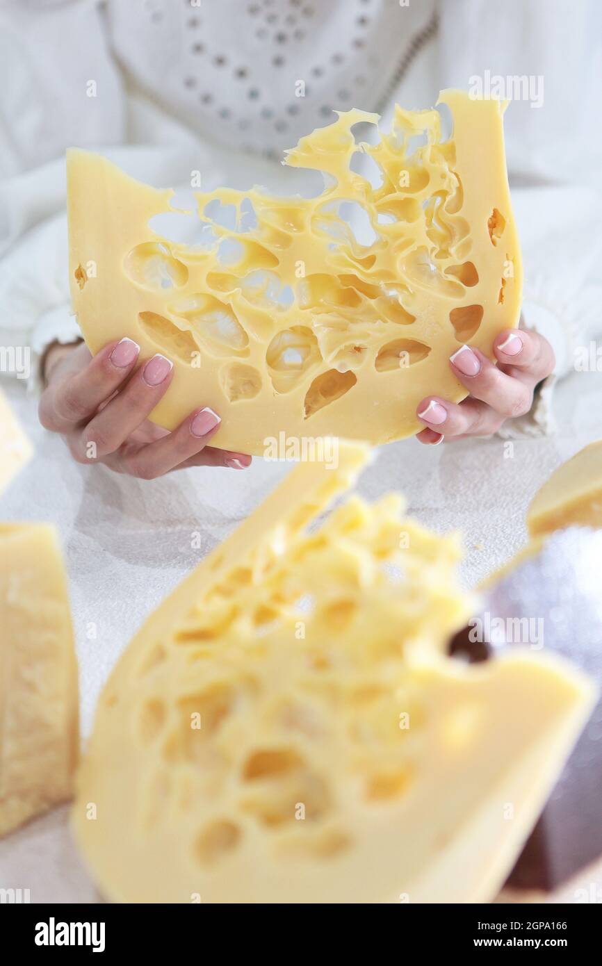 La fille tient de gros morceaux de fromage maasdam dur. Fromage avec beaucoup de trous. Fromage hollandais Maasdamer. Une personne méconnaissable. Juste mes mains. Blocs Banque D'Images