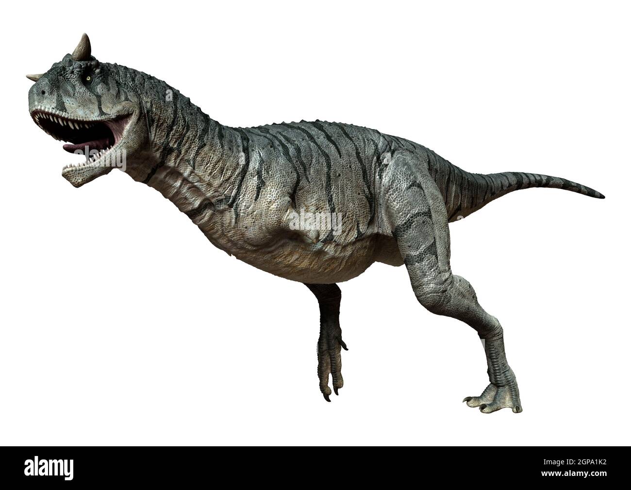 Rendu 3D d'un dinosaure Carnotaurus Sastrei ou d'une alimentation en chair bull isolé sur fond blanc Banque D'Images
