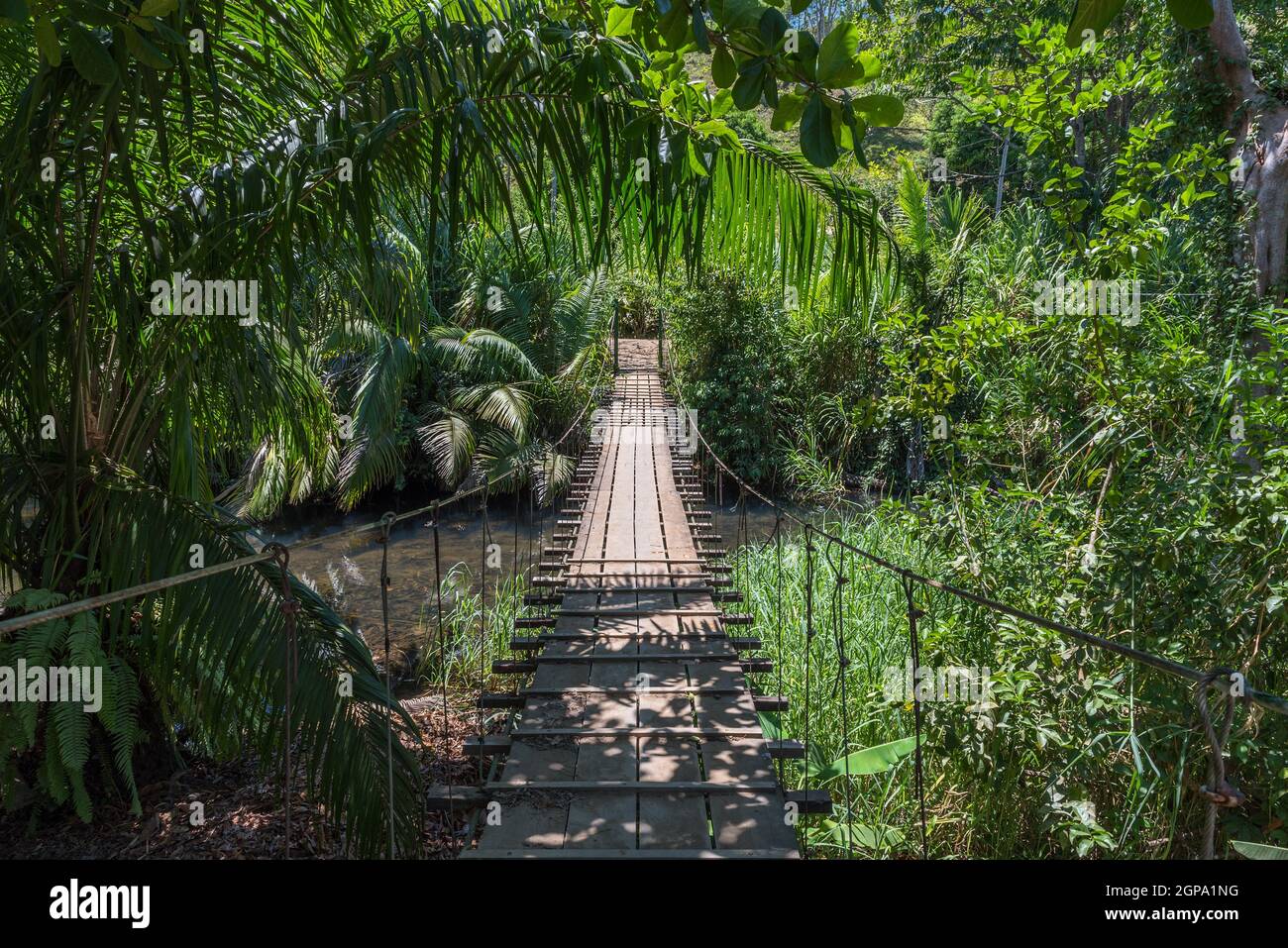 Pont suspendu au parc naturel de la forêt tropicale, Drake Bay Costa Rica Banque D'Images