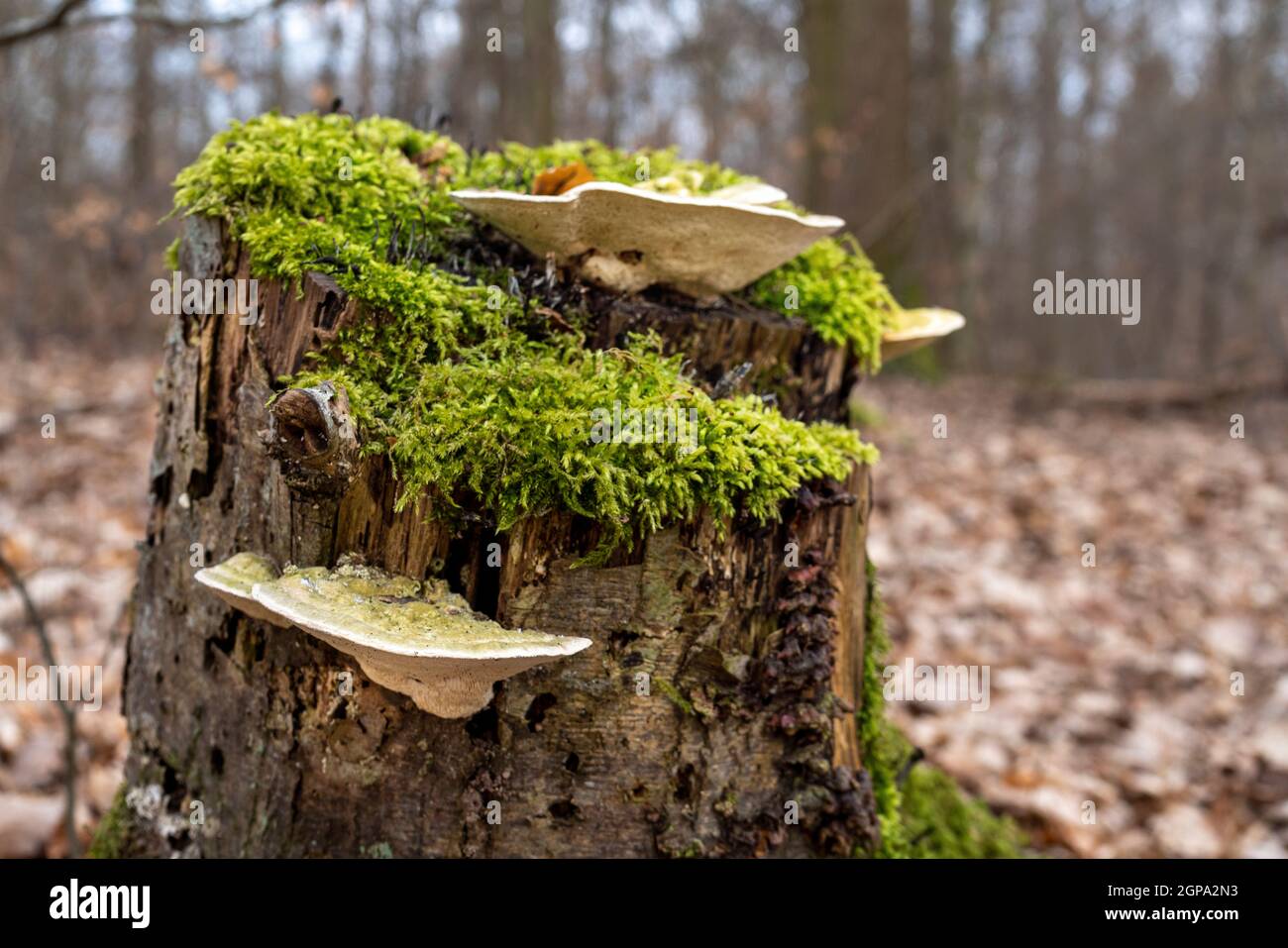 Champignons sur une souche recouverte de mousse Banque D'Images
