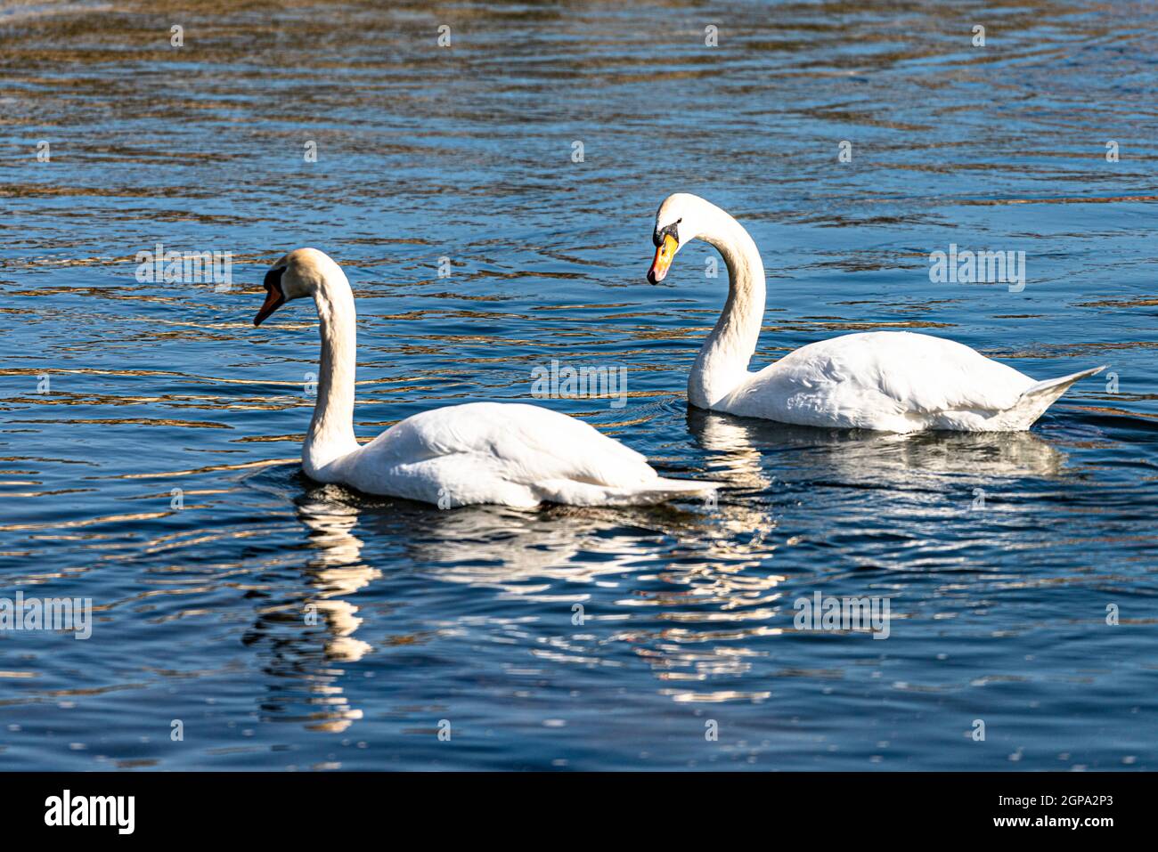 Cygne dans l'eau d'une rivière avec un très courant faible Banque D'Images