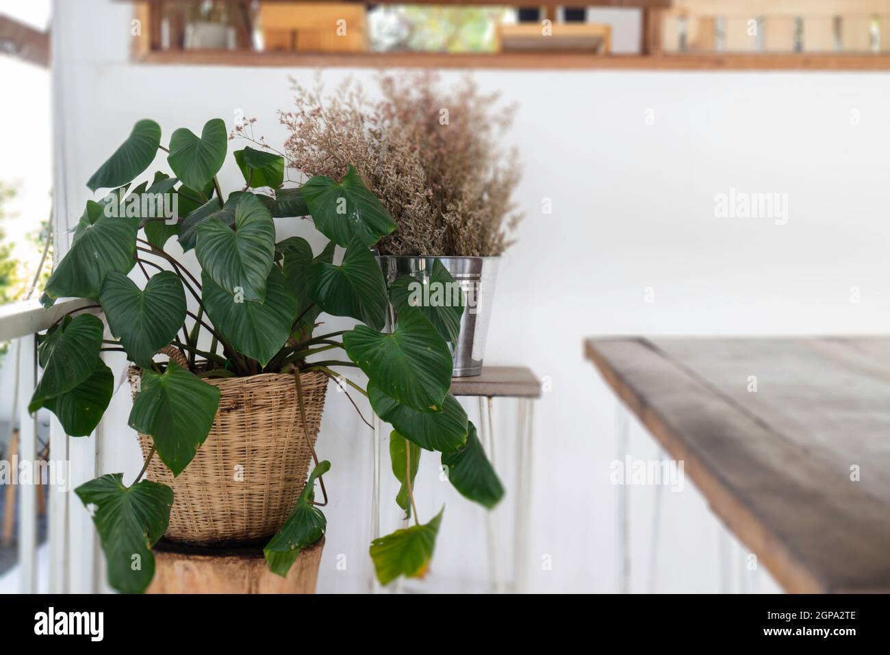 Rafraîchie dans un café minimal, photo de stock Banque D'Images