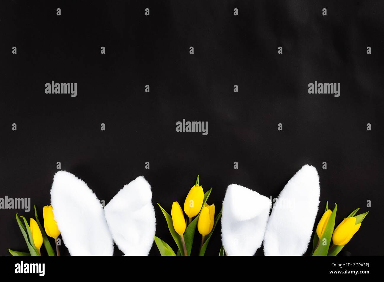 Concept de Pâques. Plat avec des oreilles de lapin blanc moelleux, des tulipes jaunes sur fond noir. Photo de haute qualité Banque D'Images