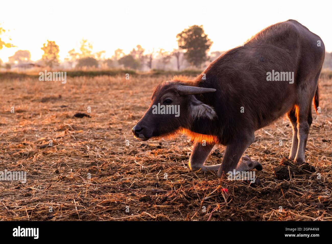 Nageonner le bison dans un champ de riz récolté en Thaïlande. Le matin, à la ferme, les jeunes buffles descendent au sol avec la lumière du soleil. Buffle d'eau domestique Banque D'Images