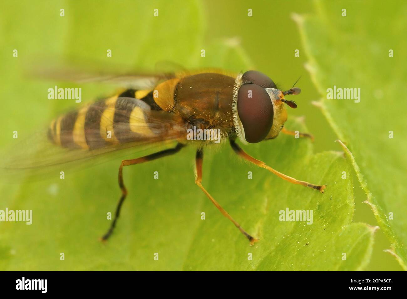 Gros plan sur une mouche de fleur noire à pattes, Syrphus vitripennis assis Banque D'Images