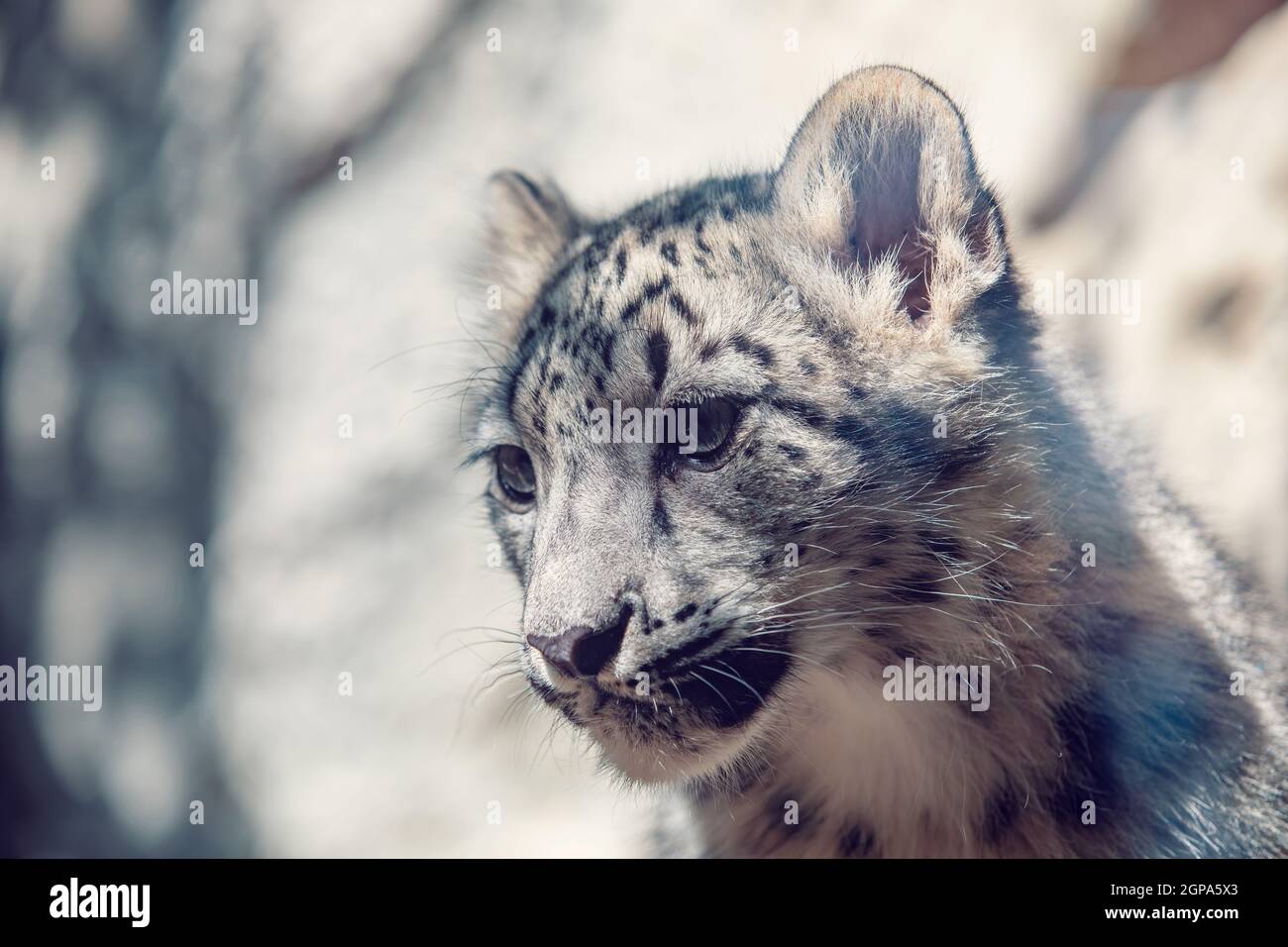 Snow Leopard Kitten Banque D Image Et Photos Alamy