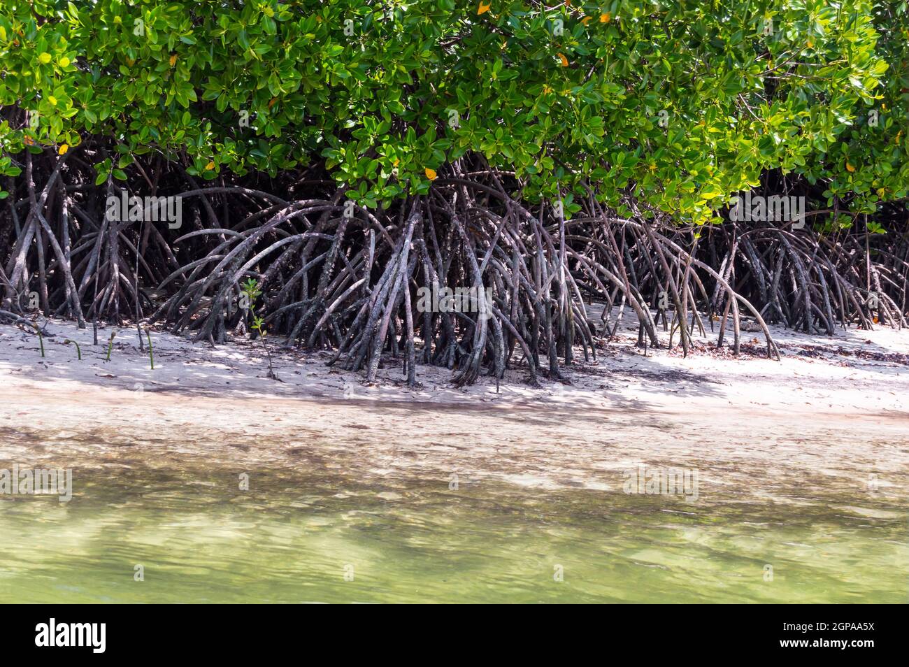 Mangroves au sable blanc dans la réserve de Mida Creek près de Watamu au Kenya. Banque D'Images