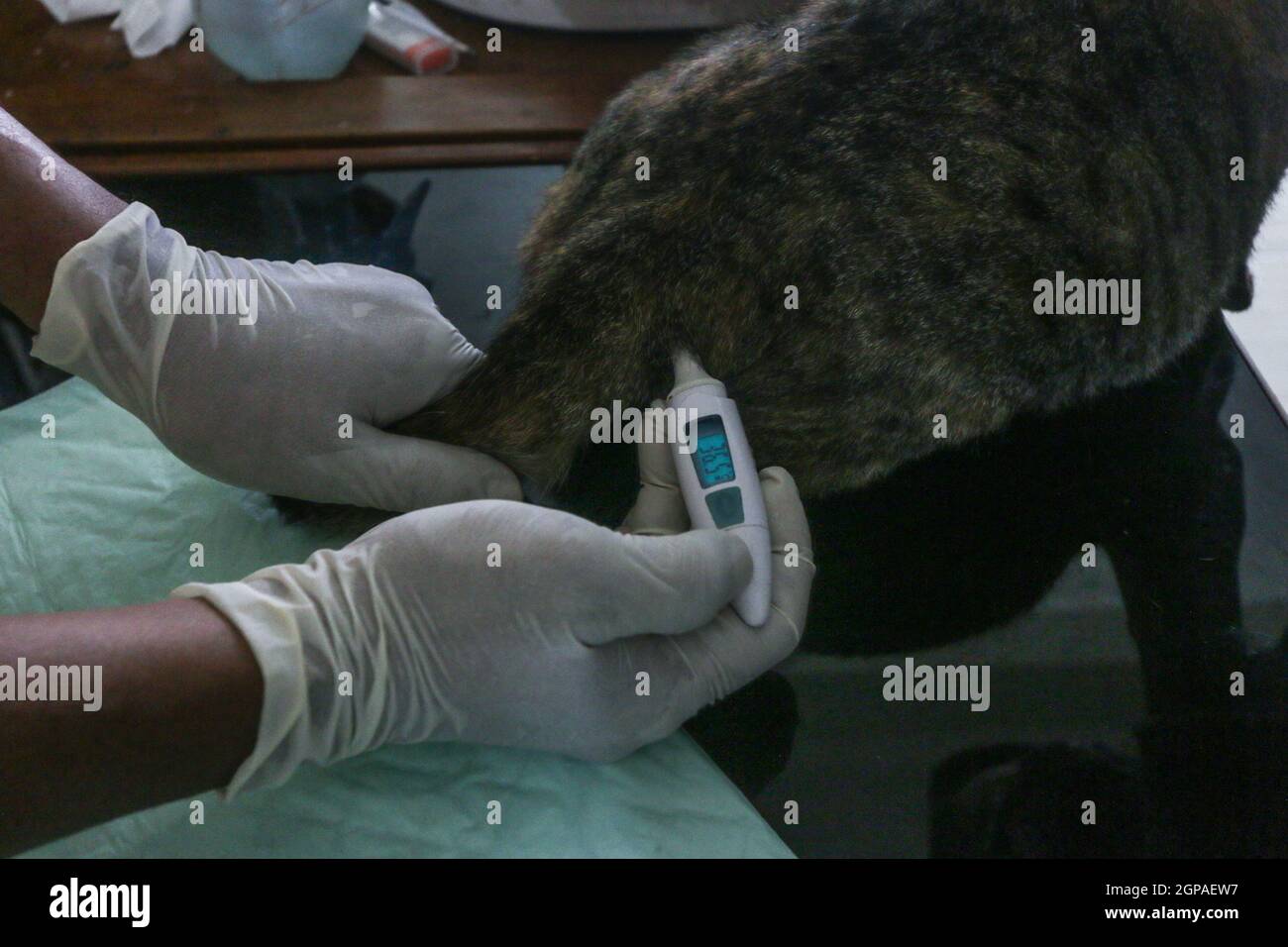 Journée mondiale de la rage Banque D'Images