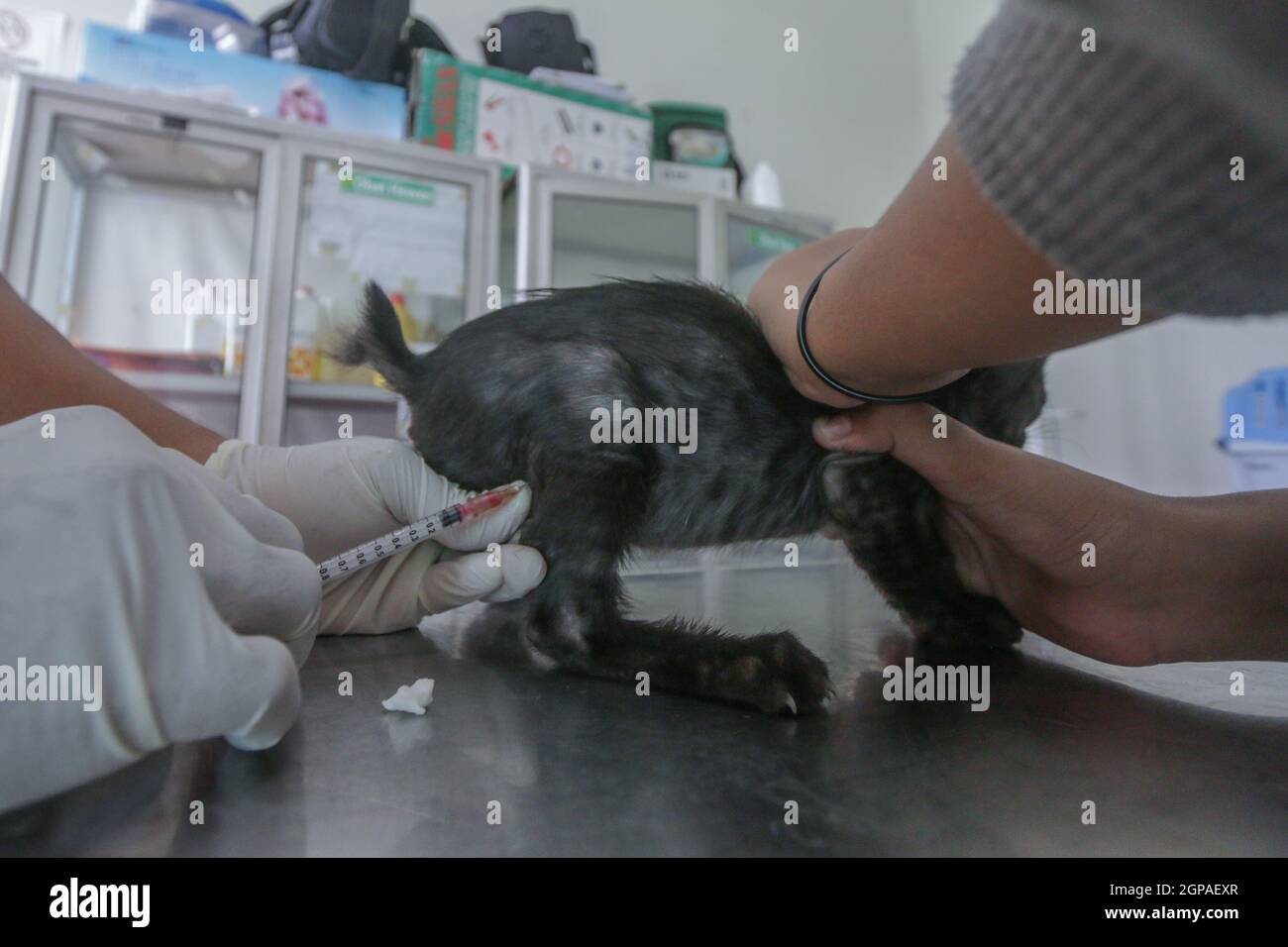 Journée mondiale de la rage Banque D'Images