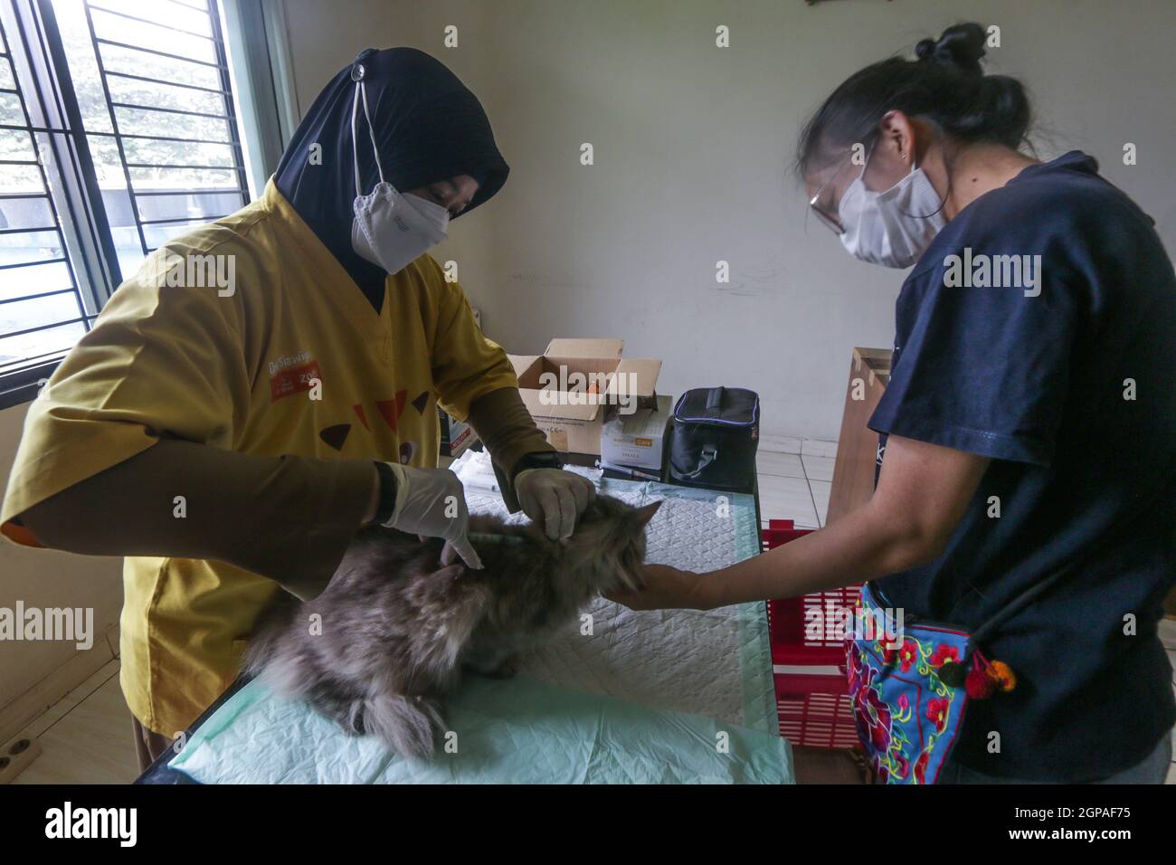 Journée mondiale de la rage Banque D'Images